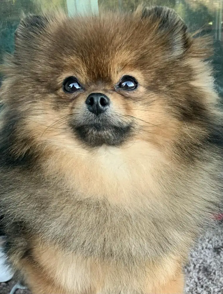 Queams Magwen Von Uberwald