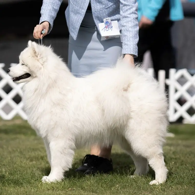 PCh., Multi JCh., multi Ch. Ginger of Shakira Větrná bouře