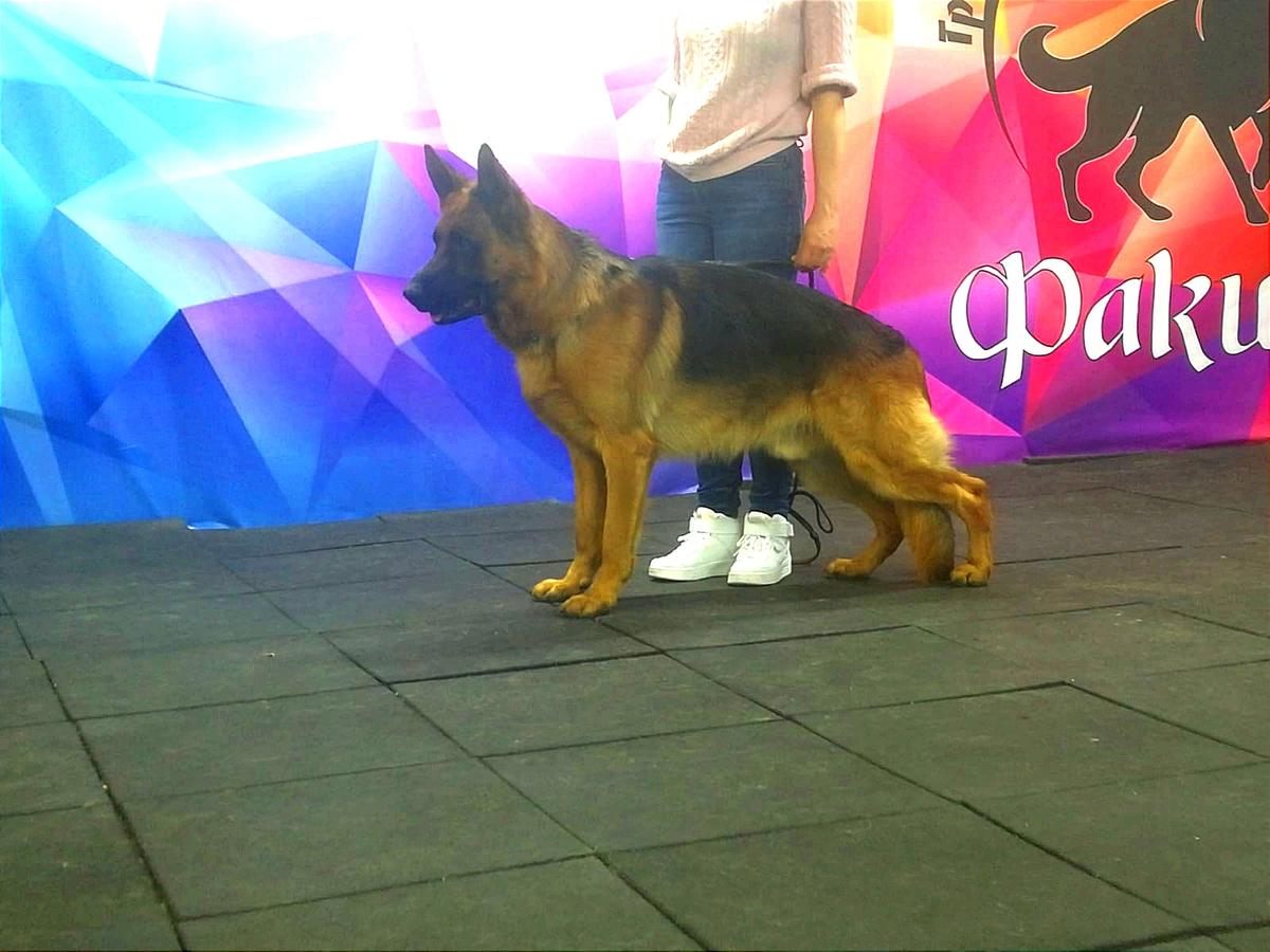 Yakut iz Kuznetskgrada