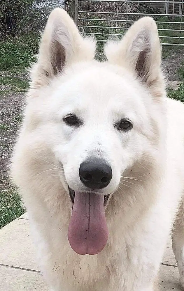 DING DONG OD BIJELIH SNOVA