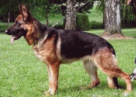 V Only vom Ahrainer Schlößerl