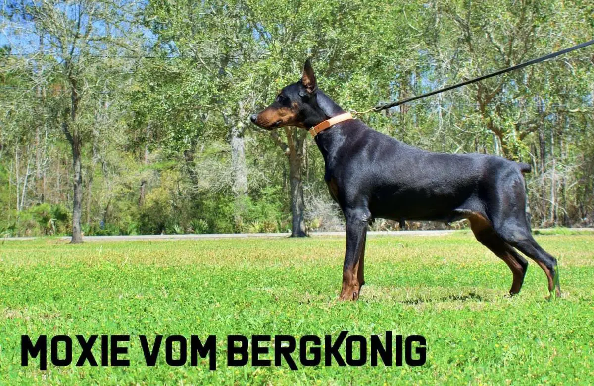 Moxie Vom Bergkonig