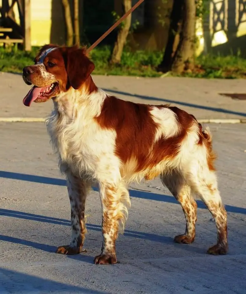 Silver Del Dnd Serbia