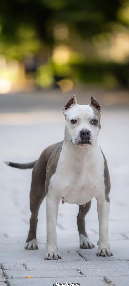 GANA KING OF MONTENEGRO AMSTAFF