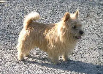 CZE CH Urus Des Hauts De La Canterre