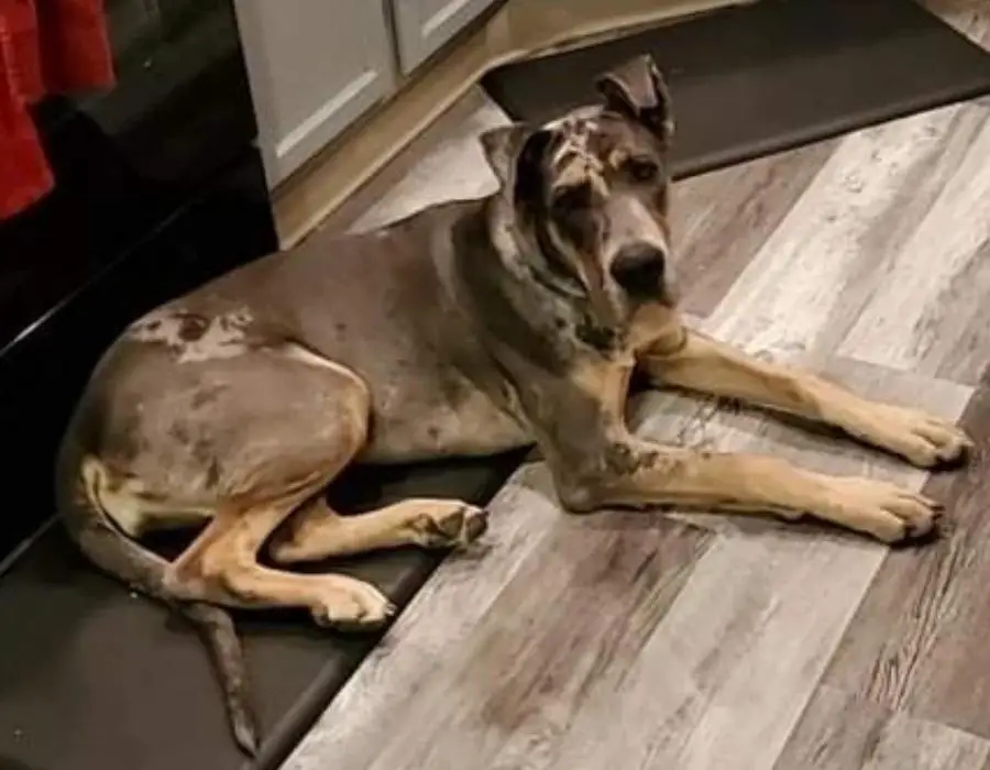 Jupiter's Spotted Mace