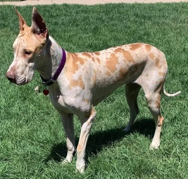 Jupiter's Iris Sword