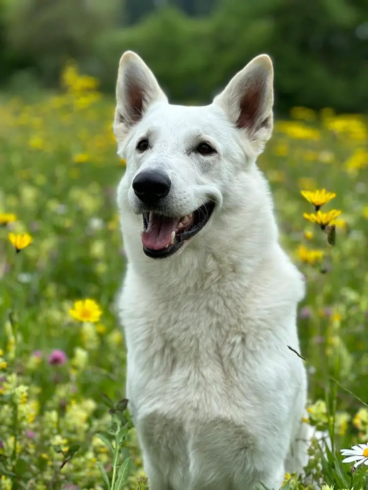 Dante of Beautyful Whites