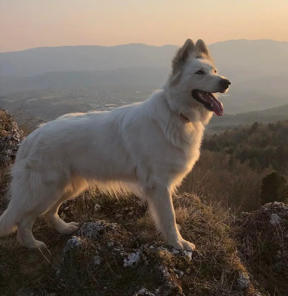 Cuba Libre Bewitched Dreams