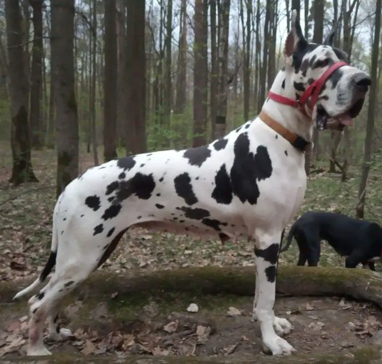 Olgor Bellona Doch Marsa