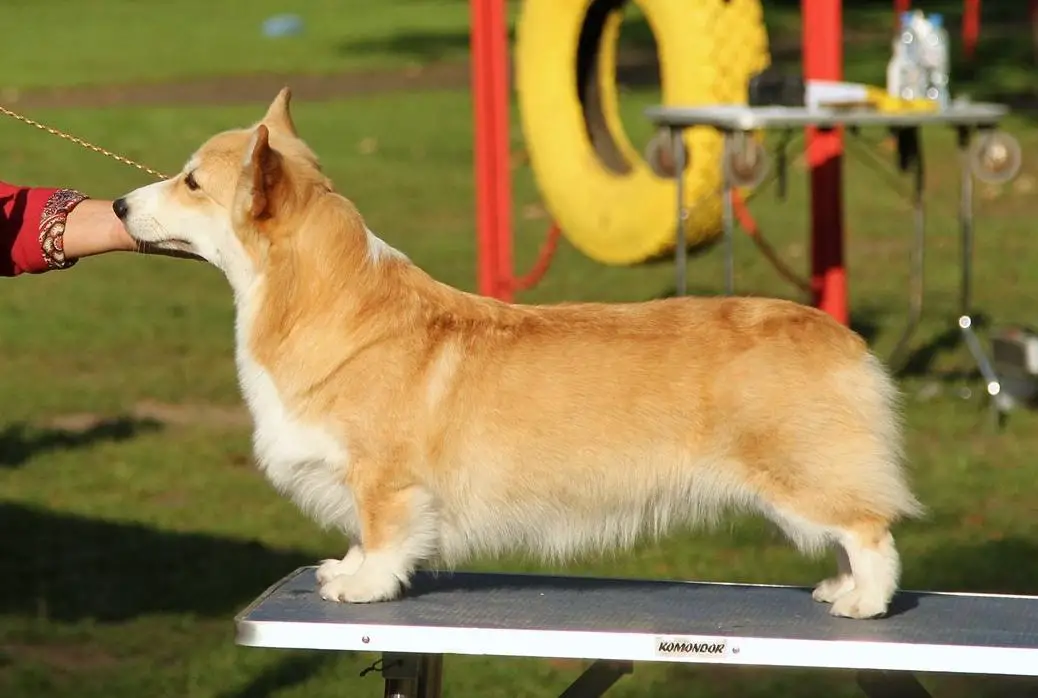 jCHRUS, ChRUS Andvol Ankara