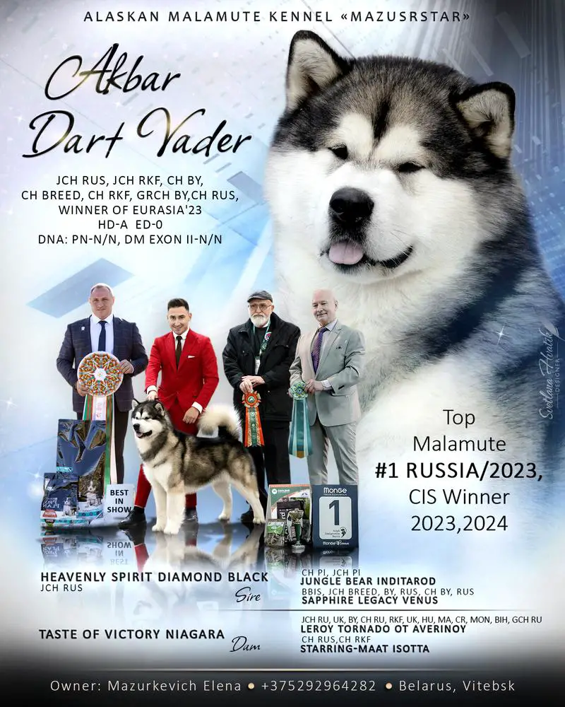 JChRus,RKF,ChBreed,GrChBY,RUS,Winner Eurasia'23,24Top#1'23 AKBAR DART VADER