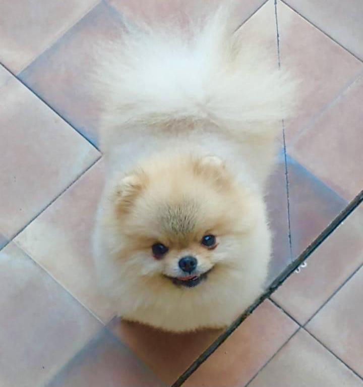 Orfeus Luchik Solntsa