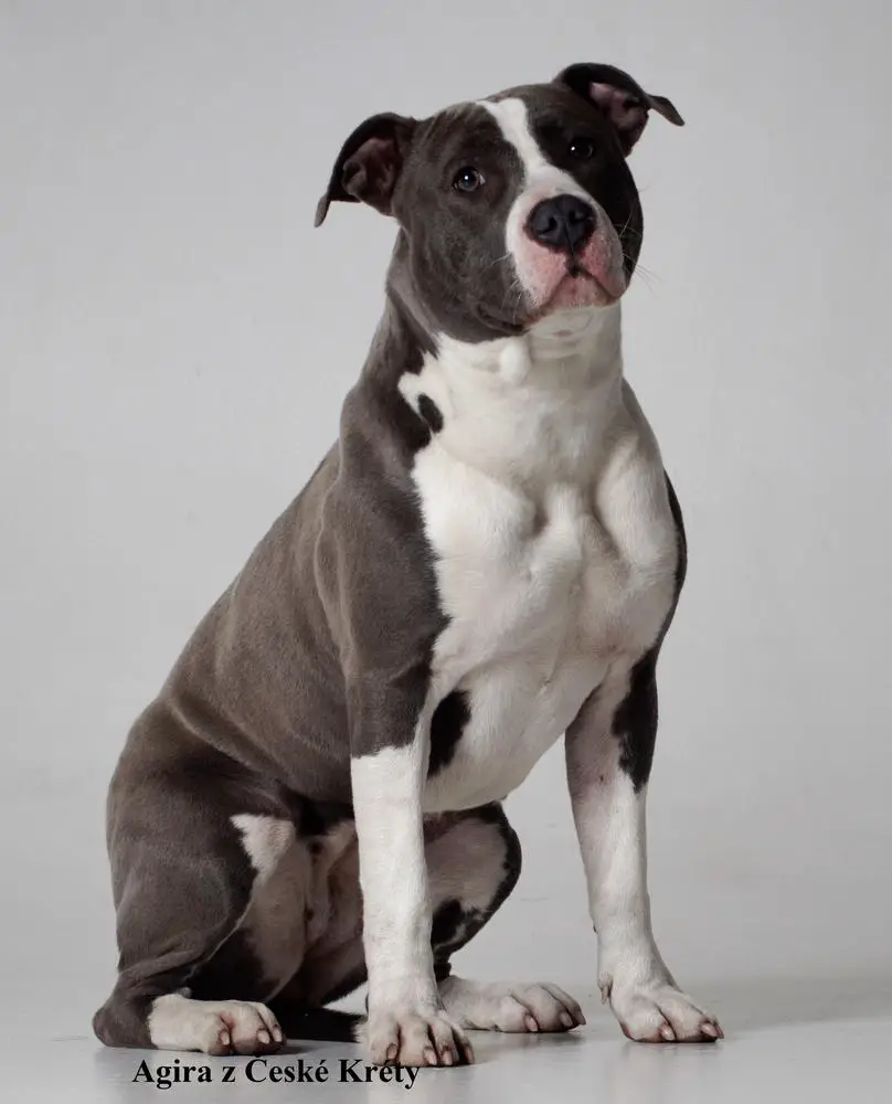 Agira z České Kréty