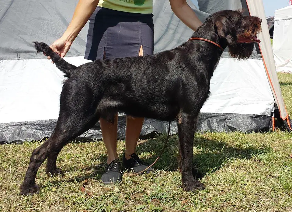 HCH,HSCH,6*CAC,2*resCACIB, 3* CACIB, BOB, Klubgyőztes 2017, Bajnok-Menti Falco