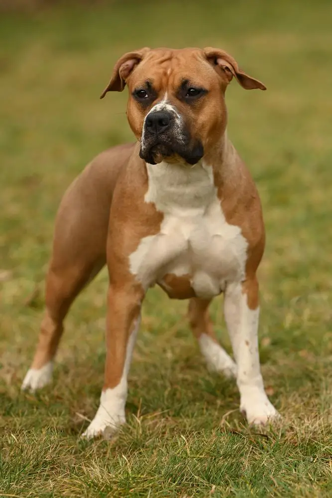 JCH Austria, BOS, CAC, BOJ, Best puppy of show Talisman Clan of Bravehearts