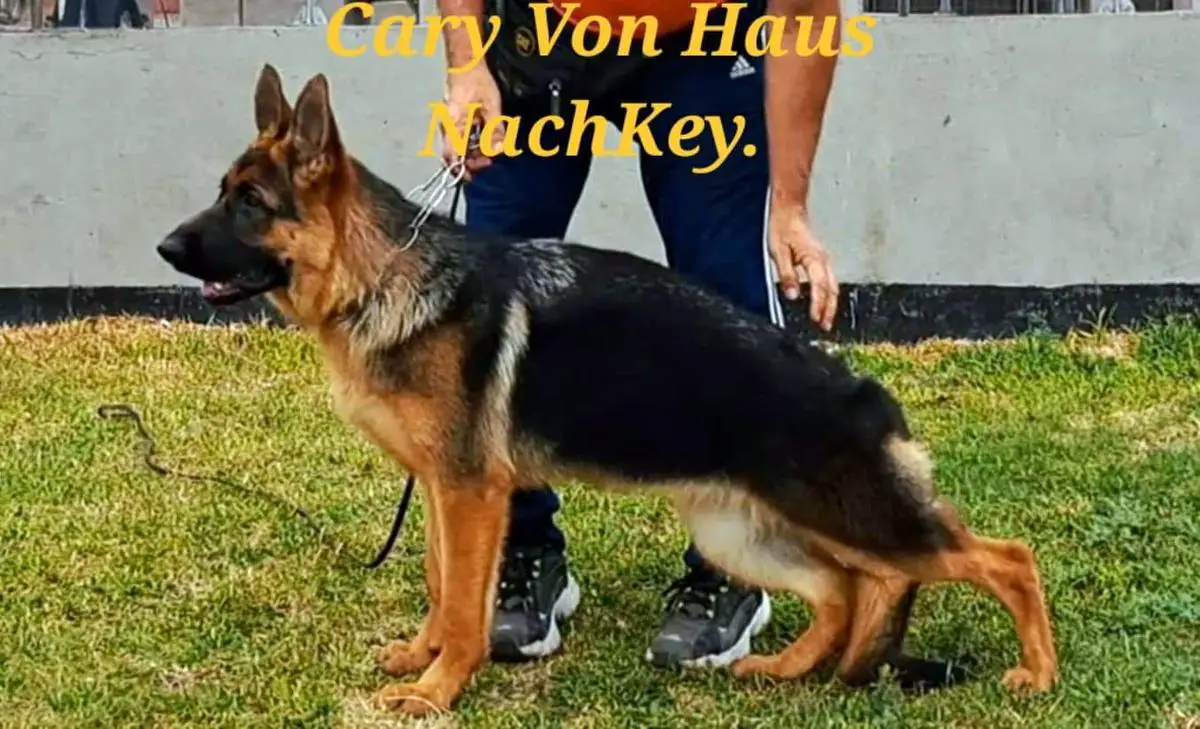 Cary Von Haus NachKey