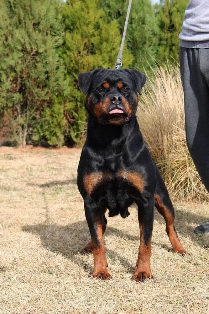 Candy House of Black Knight's