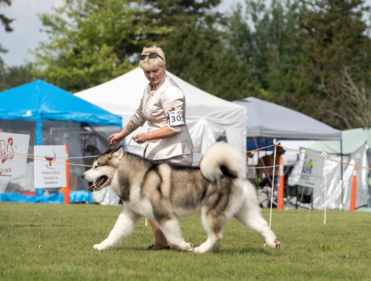 Crufts'25 BOB, EuW'24, EuJW'23, MBISS, MBIS, MSBIS, Multi CH Contract With The Devil Sielos Misterija