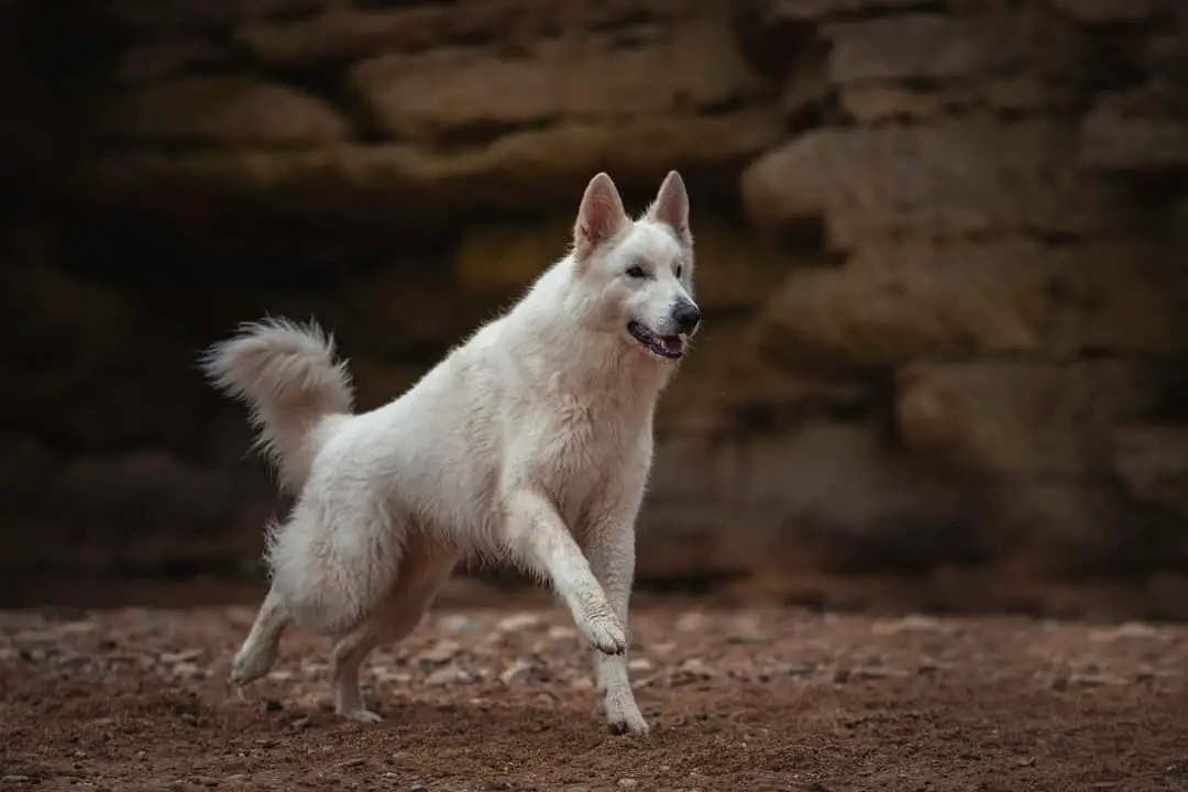 CACS, RCACS, BOB, EXCELLENT EN RE ET SPE n'Oris de la Vallée du Lilas Blanc