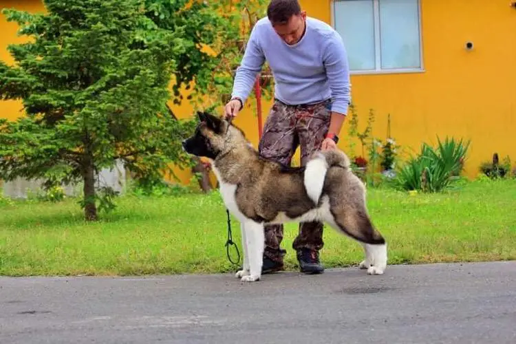 Ruthdales Do It Again With Cent. Gladiator