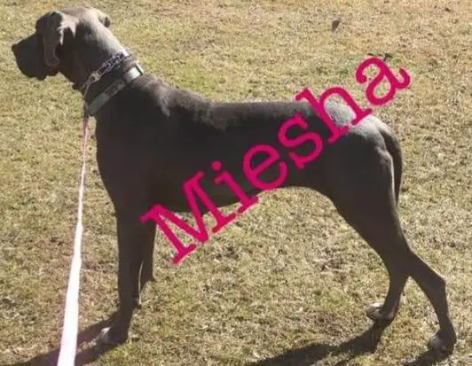 Mesmerizing And Majestic Miesha