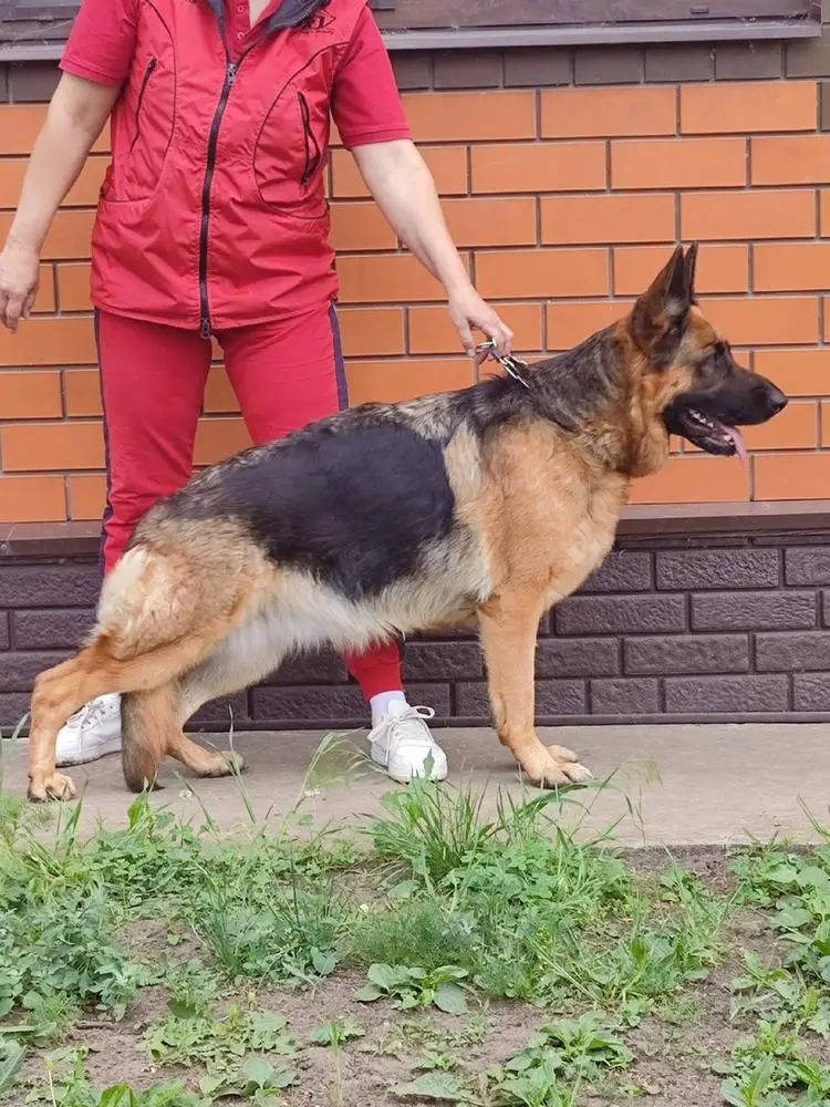 JCH.RUS Tiam White Castle Sandera