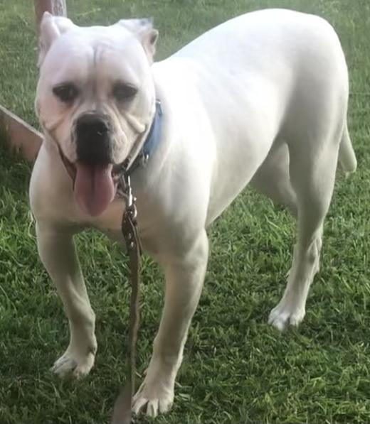 Johnson's Collete 779 'Akidd'