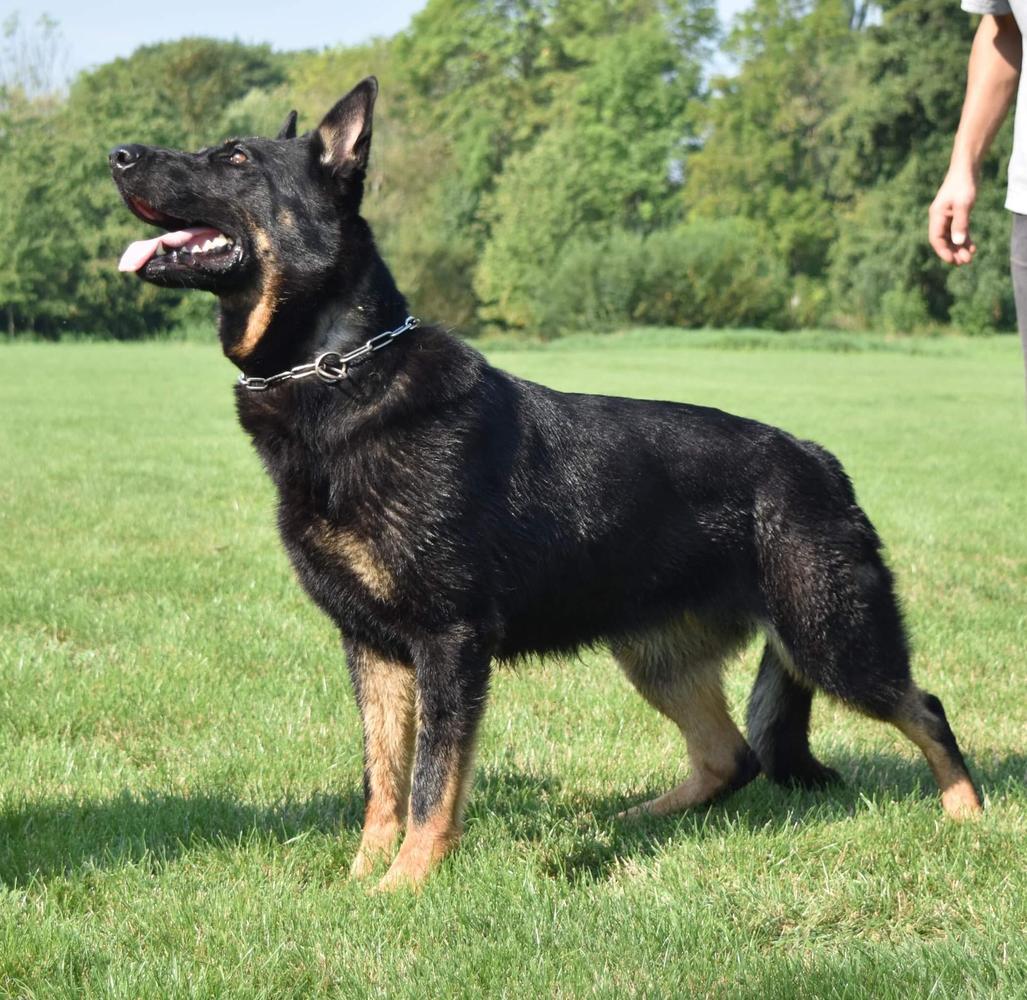 Quina von Buranos Lobos