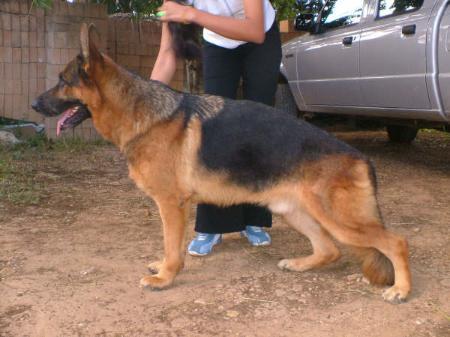Tamaro vom Bierstadter Hof