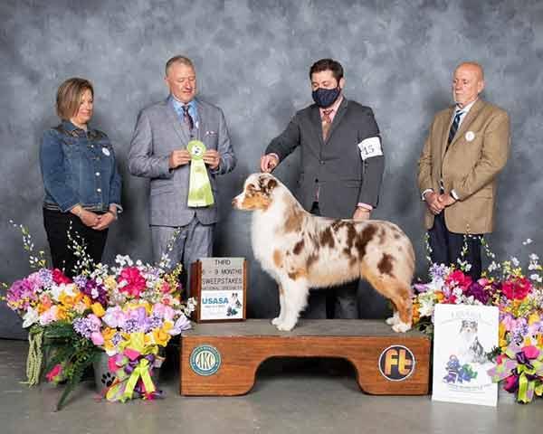 AKC CH Back Countrys Blazin Hot At Westwoods