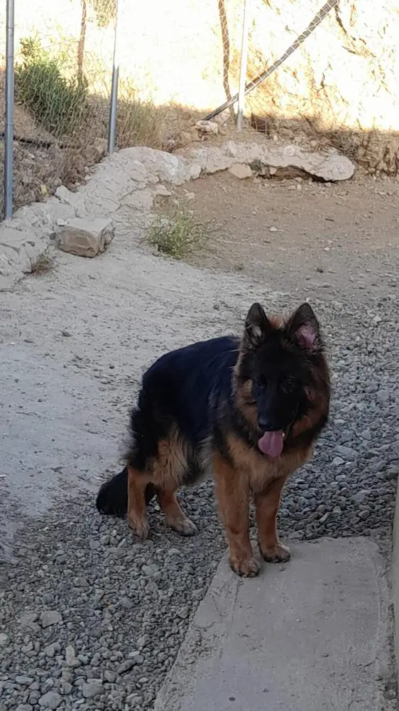 Dolly De La Montagne De Pins