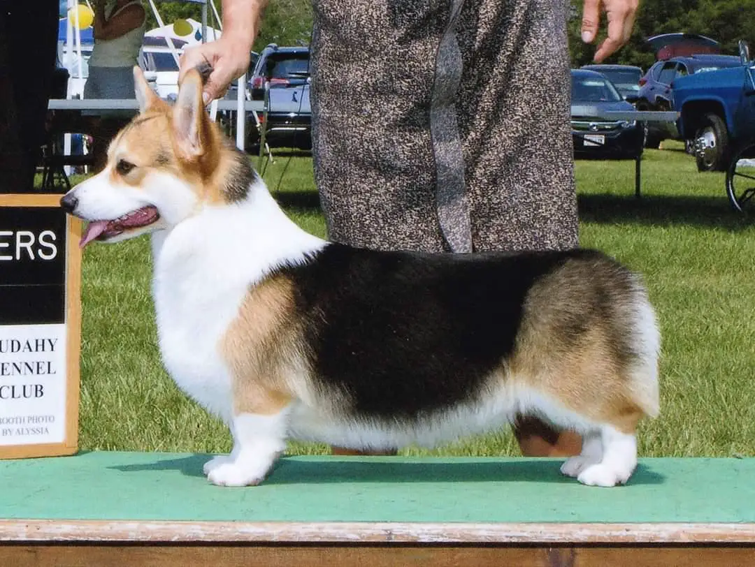 GCH Sterling Total Eclipse of the Heart