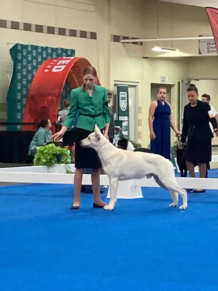 UKC GCH Hall's Elvis ZZ Od Semberije