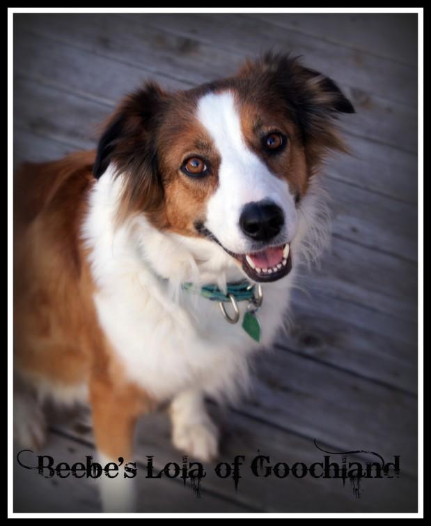 Beebe's Lola of Goochland