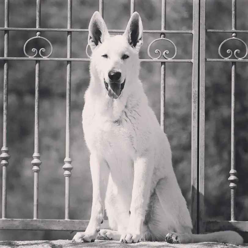 Born to Win Warrior Monte Carlo Star