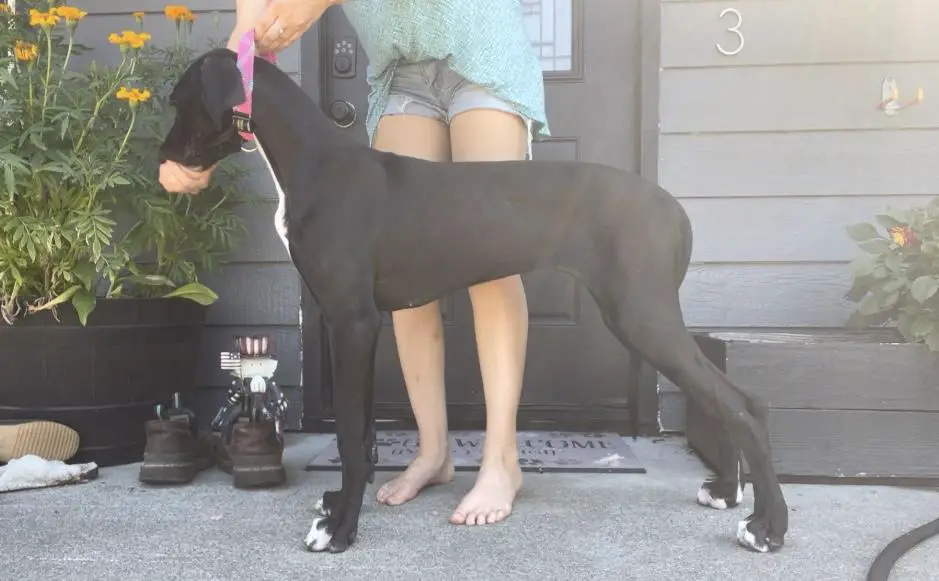 HOLLOW CREEK’S WILLOW