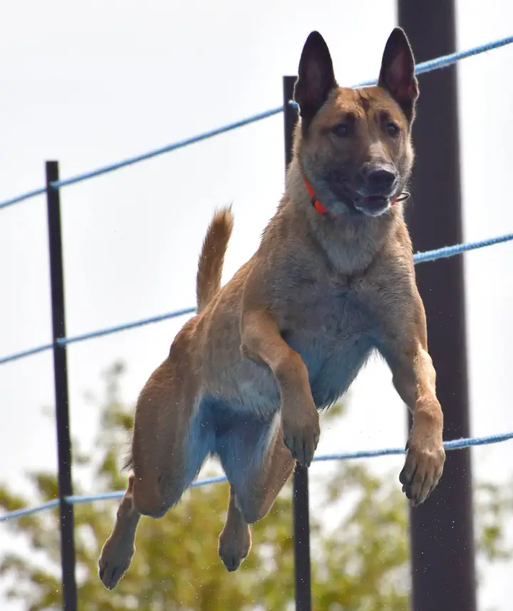 Lionheart Quantum Extravaganza