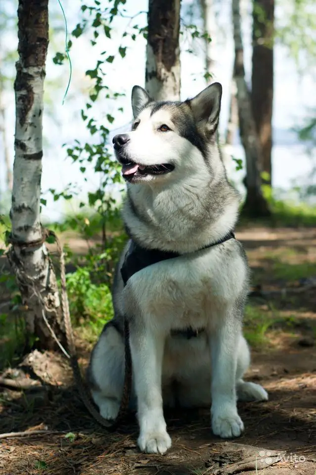 Golubushka Moya Nenaglyadnaya