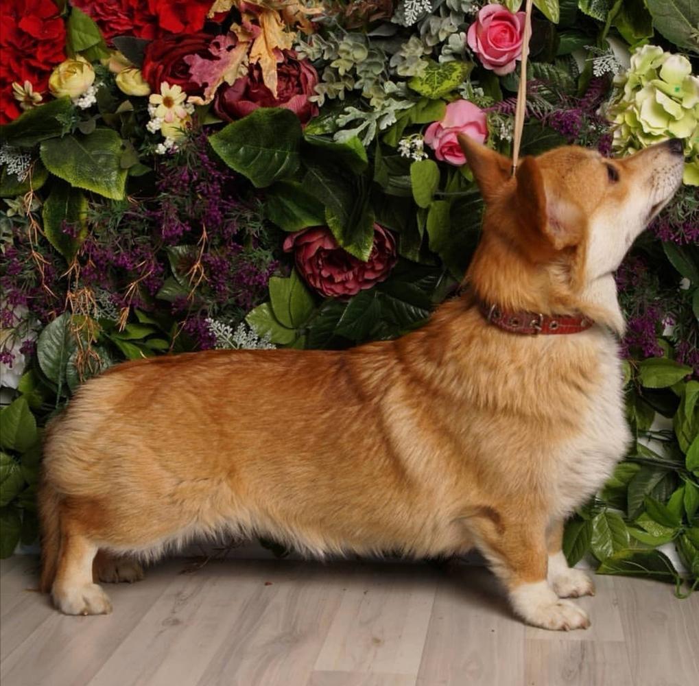 SER BENFRO DEYN VANDA