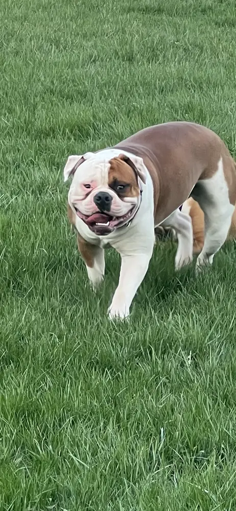 LEK’S Apollo creed of loucks