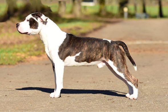 NL/BE/LUX/FR/CH/DE/PL/AT/INT. Champion Carmichael's Prince Charming