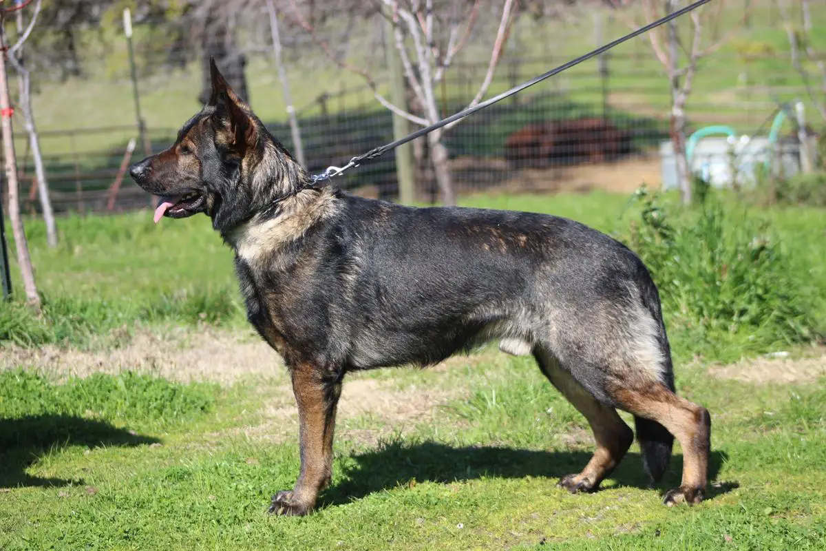 Nahkaito Vom Haefner