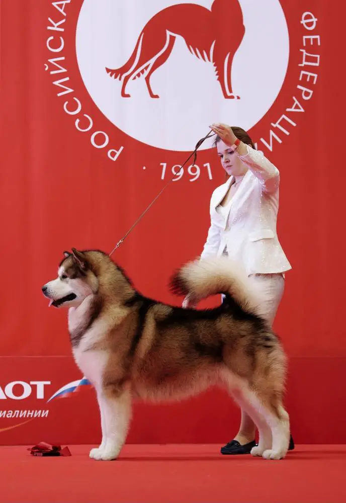 JChRus,JChRKF,ChRUS,BRD RKF DOG SHOW WINNER MAZURSTAR MARIN