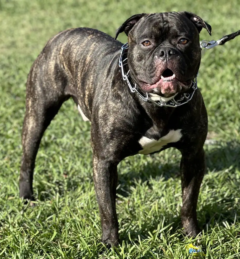 Bruiser Boy’s Zion