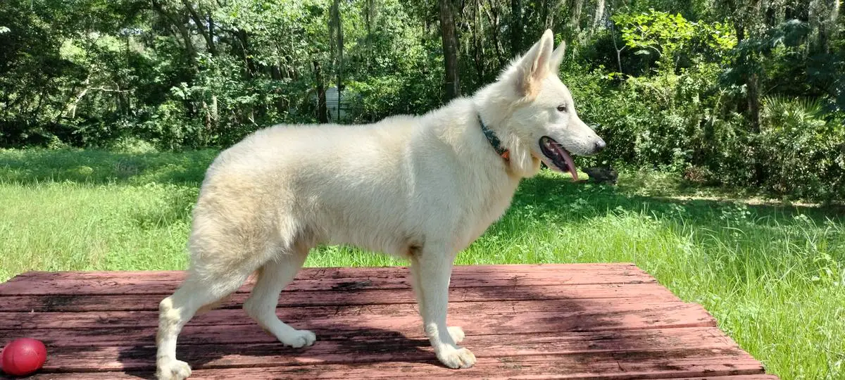 Hektor Od Bijelih Snova