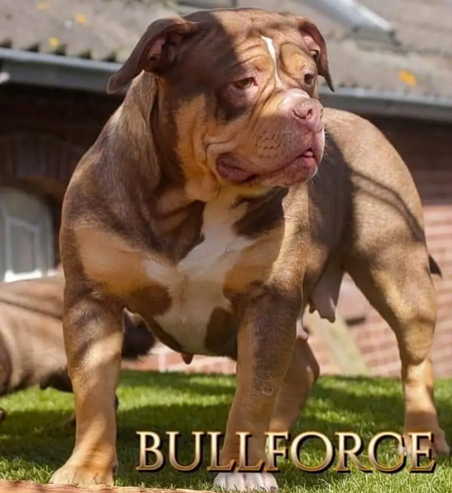 Bullforce Lorena