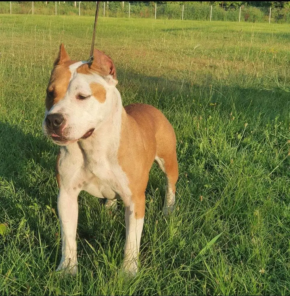 BULLY-AMSTAFF TOP MUSCULE DESSY ANGEL