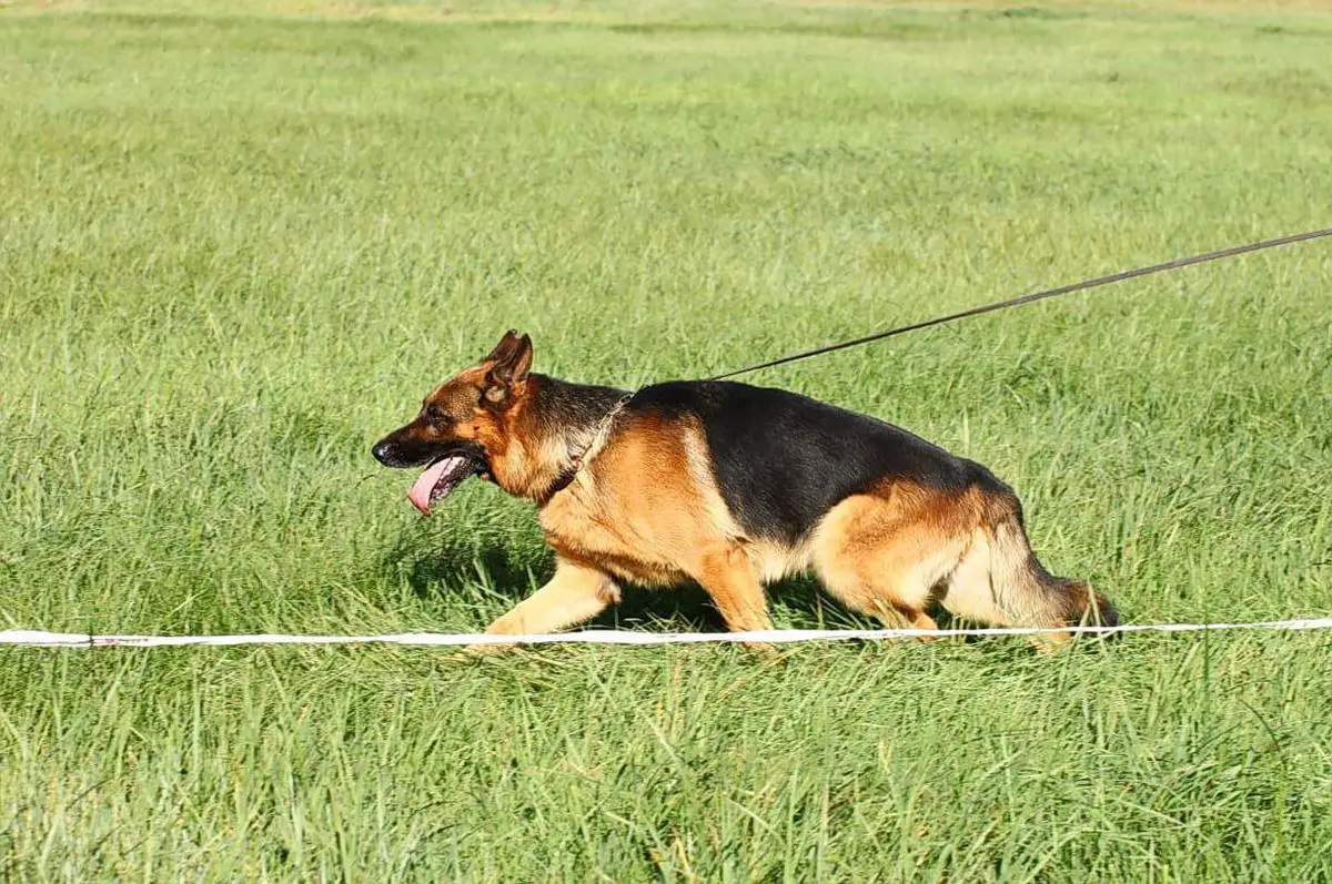 Ares iz Kuznetskgrada