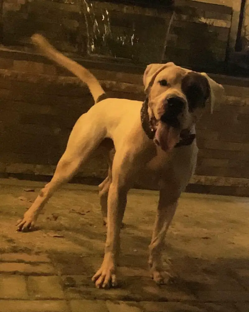 ThunderBeast’s Dzico